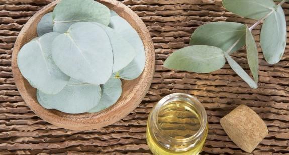 Olejek eukaliptusowy – prozdrowotne właściwości olejku z eukaliptusa