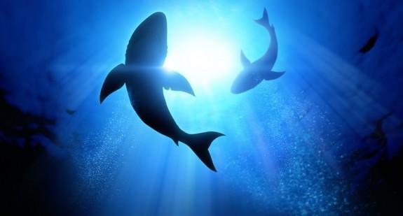 Olej z wątroby rekina – właściwości lecznicze. Czy jest skuteczniejszy od popularnego tranu?