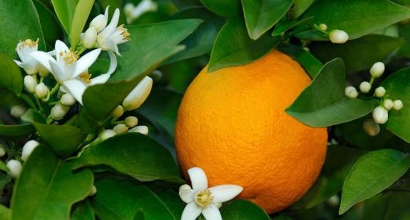 Jak wygląda kwiat pomarańczy? Kwiat pomarańczy – miód, olejek, hydrolat