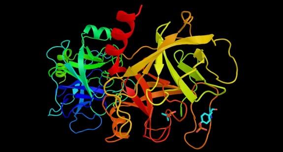 Trypsyna – enzym trawienny trzustki. Czym jest i jaką pełni rolę?